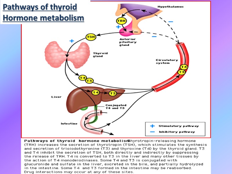 Pathways of thyroid  Hormone metabolism